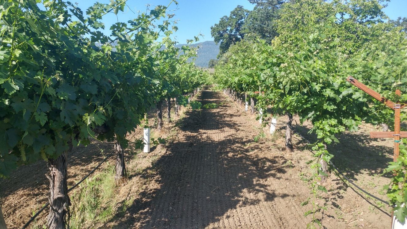 Lives of the Vines